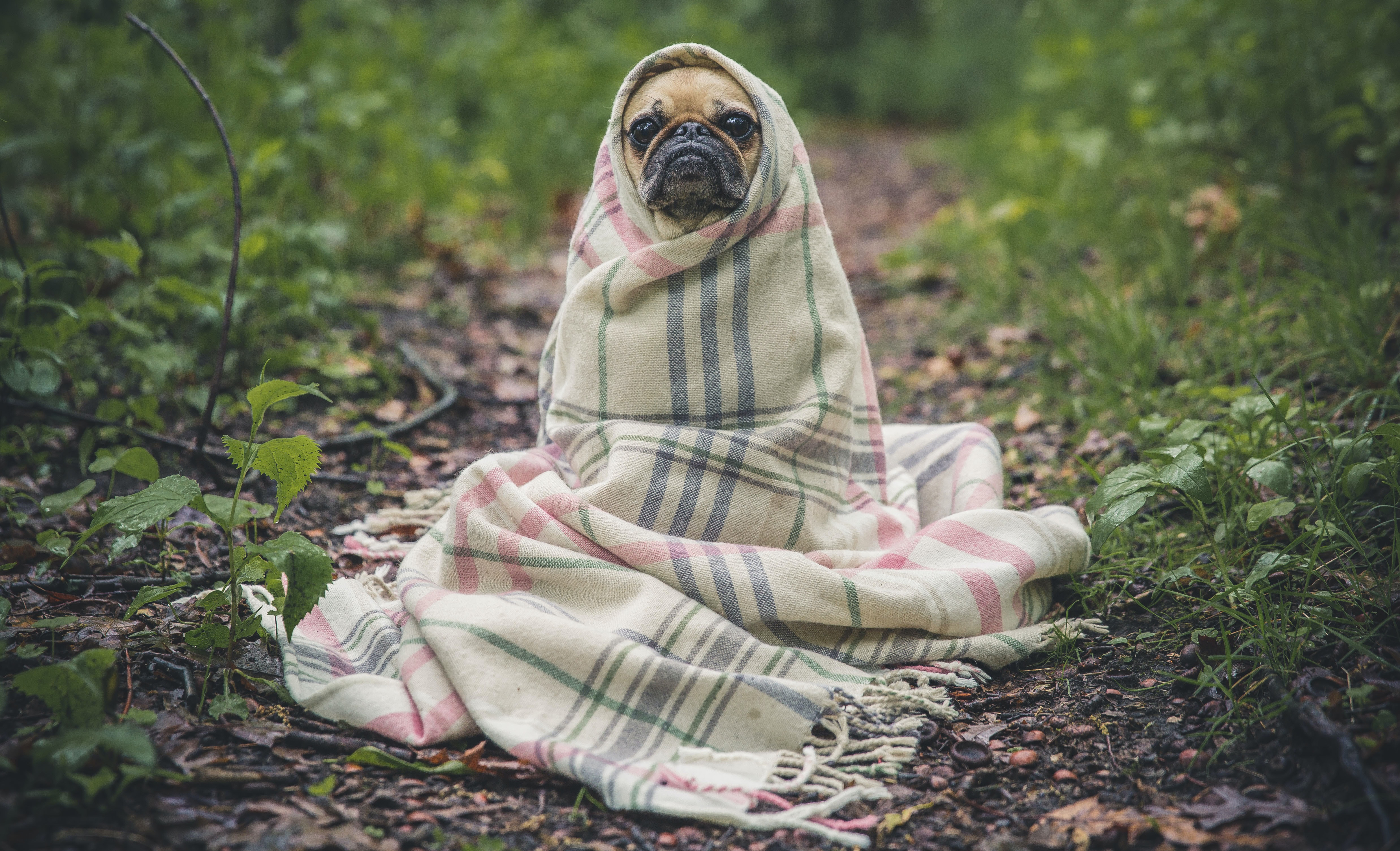 Pug cosy in blanket